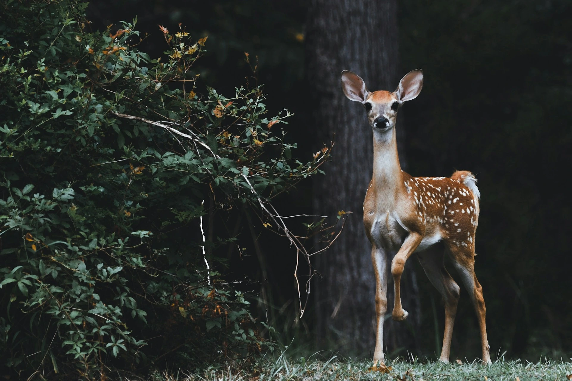 Google julkaisee SpeciesNetin, avoimen lähdekoodin tekoälyn villieläinten tunnistamiseen